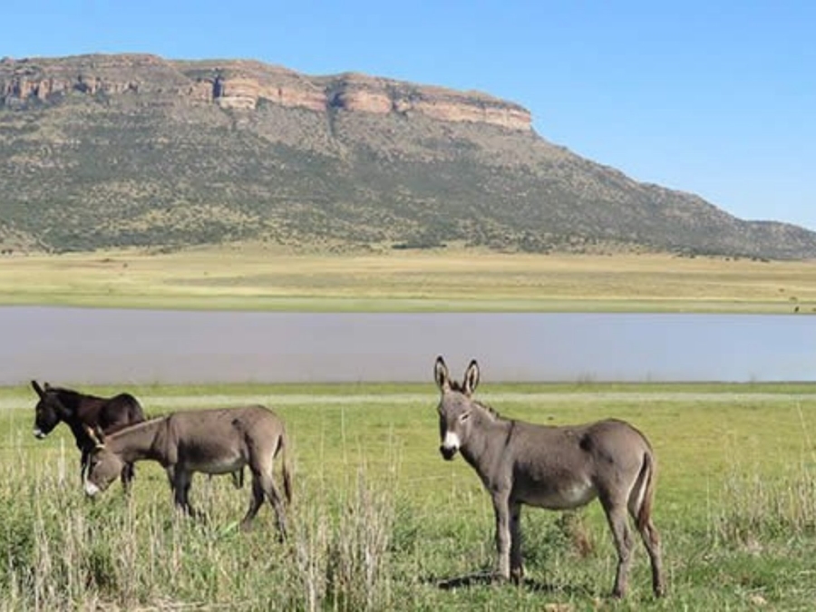 Commercial Property for Sale in Ladybrand Free State